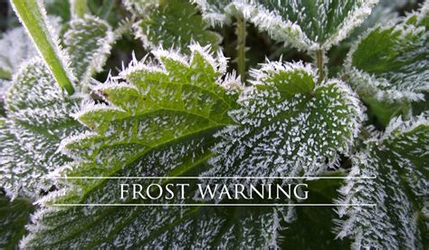 Flowers Frost Warning