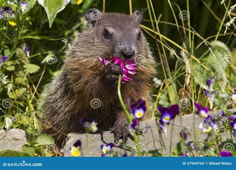Flowers Groundhogs Eat