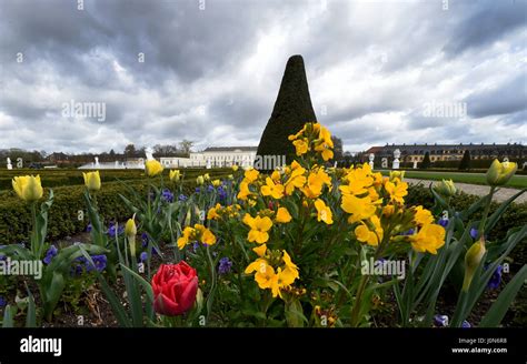 Flowers Hanover Germany