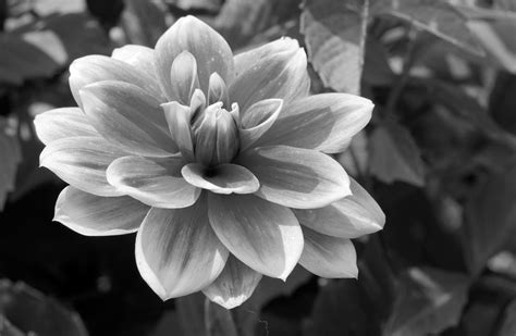 flowers images black and white