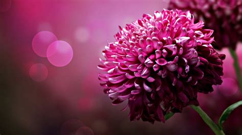 flowers images hd wallpapers free download
