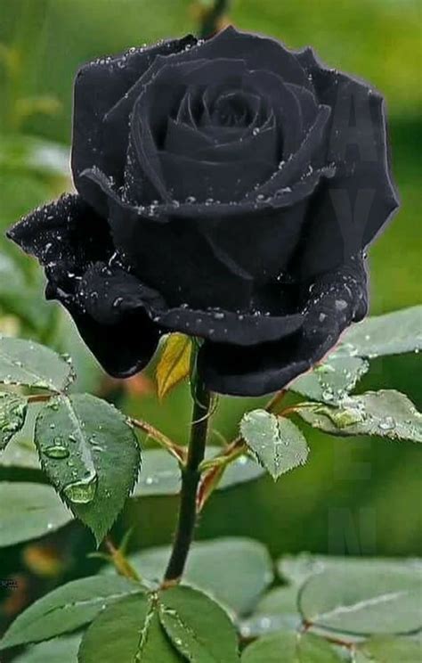 flowers images roses black