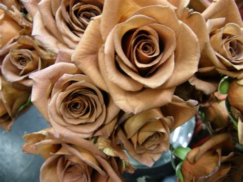 flowers images roses brown