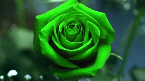 flowers images roses green