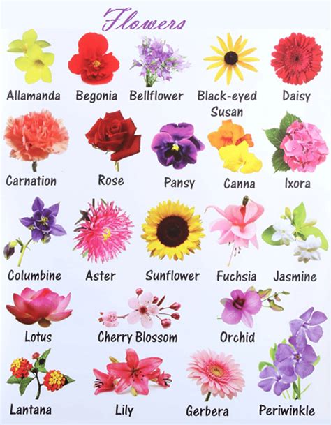 flowers images with names in english