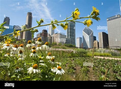 flowers in chicago 60674