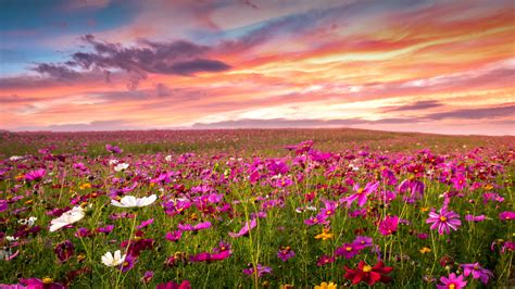 Flowers In Field