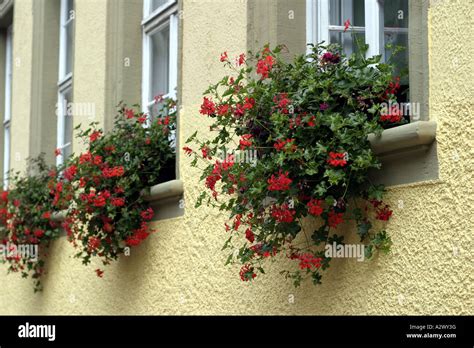 Flowers In German Window Boxes