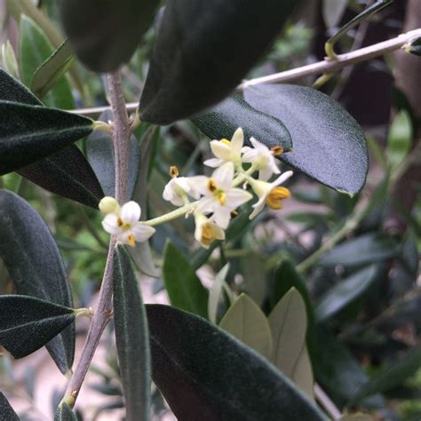 Flowers In Olive Trees
