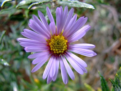 flowers in the asteraceae family