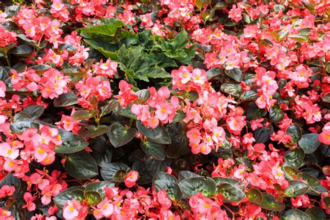 Flowers In The Shade