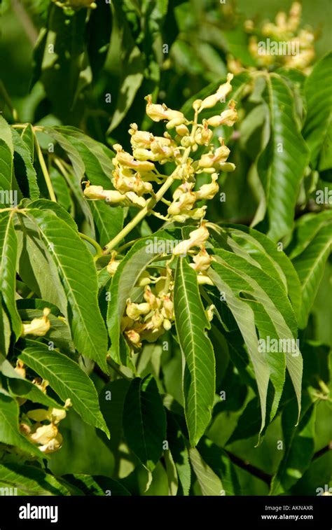 Flowers In Walnut Tree
