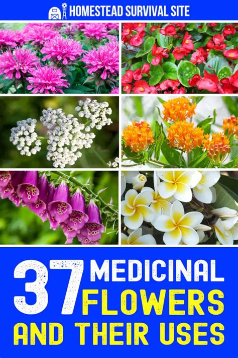 Flowers Medicinal Uses