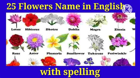 Flowers Name With Spelling Video