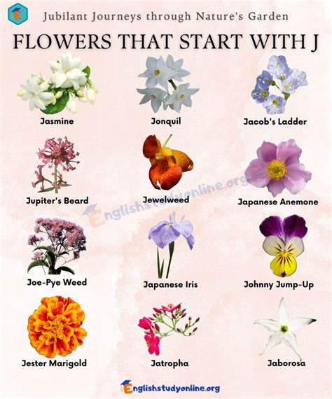 Flowers Names J
