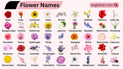 Flowers Names With A