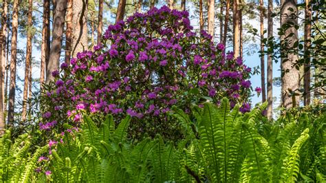 Flowers Near Pine Trees