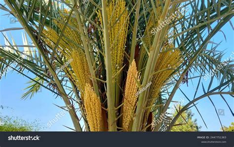 Flowers Of Date Palm