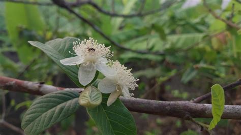 Flowers On Guava Tree
