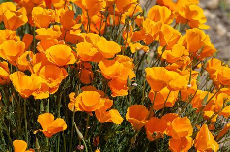 flowers orange california
