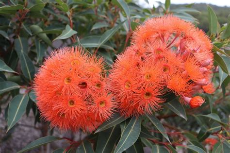 flowers orange nsw