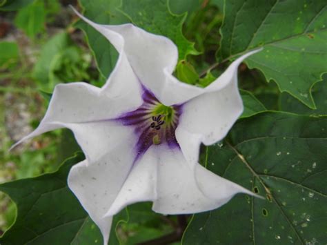 flowers starting with datura