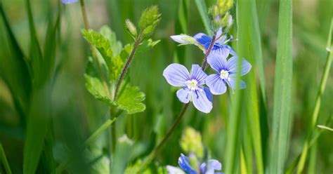 Flowers That Bloom Late Spring
