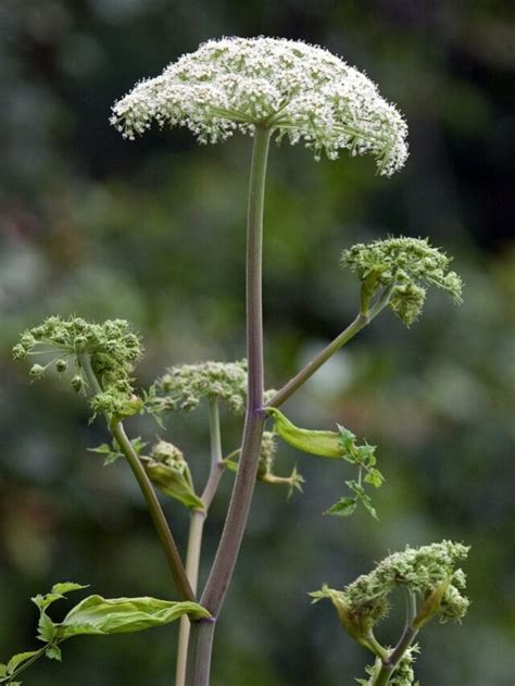 Flowers That Cause Itching