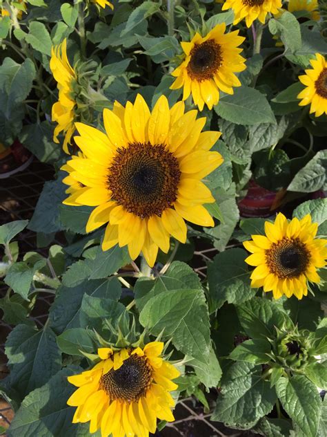 flowers that look like sunflowers