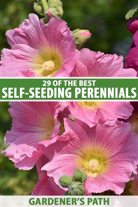 Flowers That Self-Seed