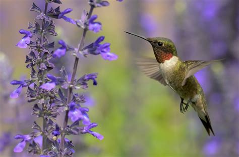 flowers to plant for hummingbirds