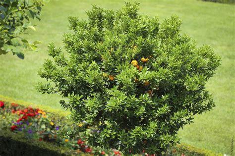 Flowers Under Lemon Tree