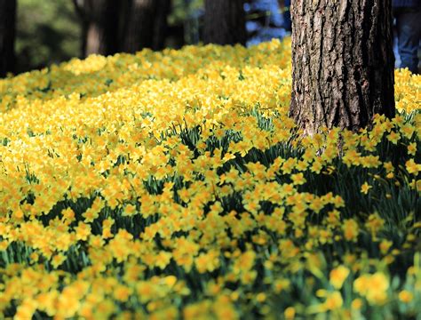 Flowers Under Pine Trees