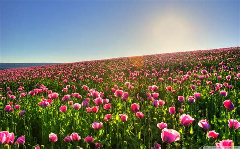 Flowers Wallpaper Field