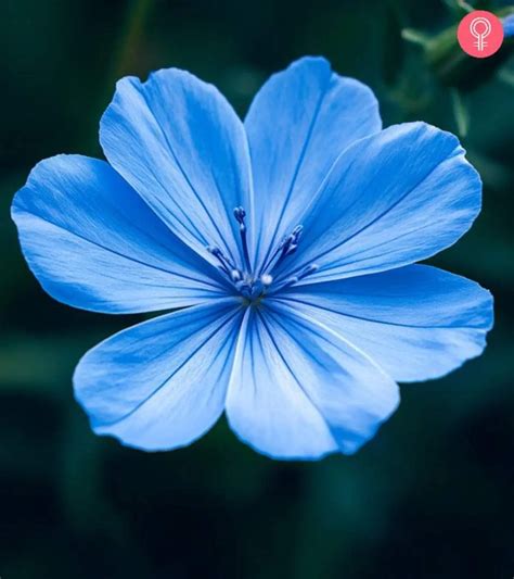 Flowers With Blue