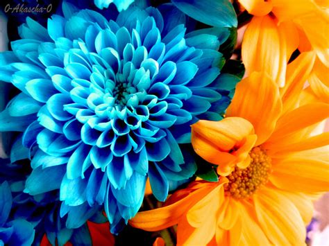 Gambar Bunga dengan Warna Kontras