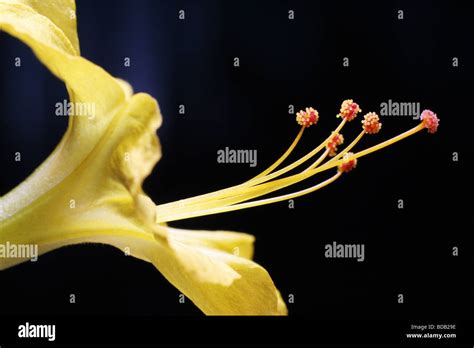 Flowers With Pollen Stems