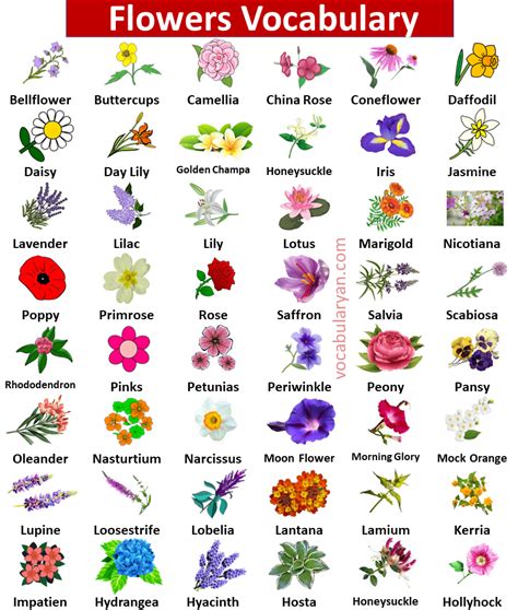Flowers Word Name