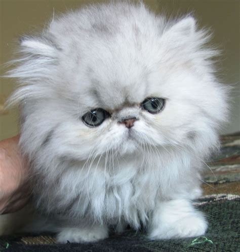 Fluff Ball Cat Breed