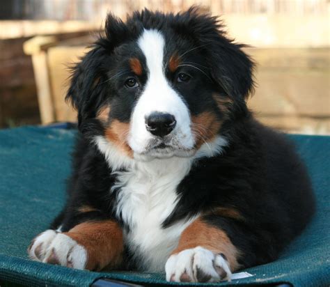 fluffy bernese mountain dog