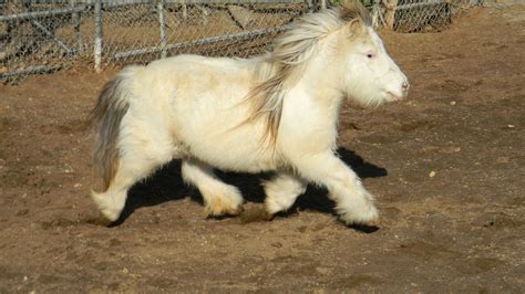 Fluffy Horse