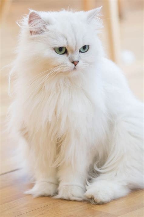 fluffy white cat breeds