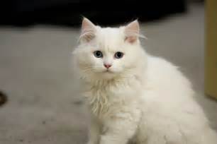 fluffy white cat with blue eyes breed