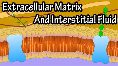fluid matrix inside cell