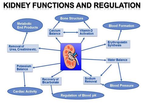 Fluids To Help Kidney Function