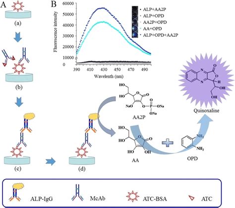 fluorescence immunoassay