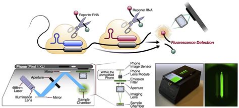 Fluorescence Molecular Detection