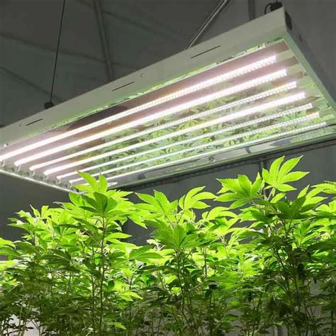 Fluorescent Lights Effect On Plants
