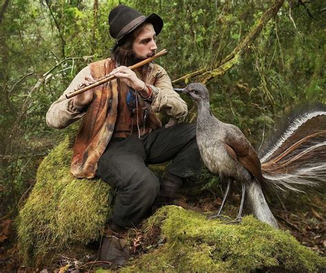 Flute Player Lyrebird