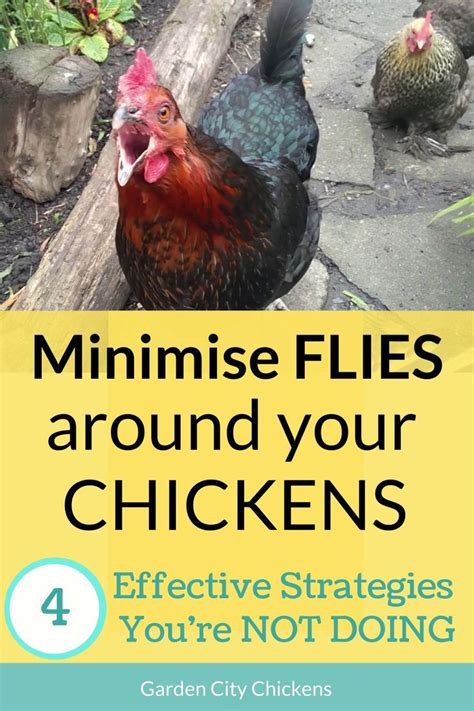Fly Control Around Chickens